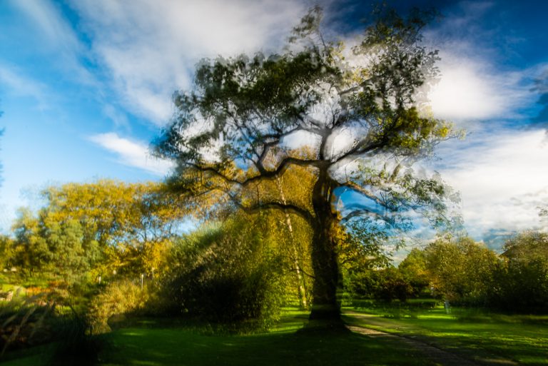 The botanical garden of Geneva.