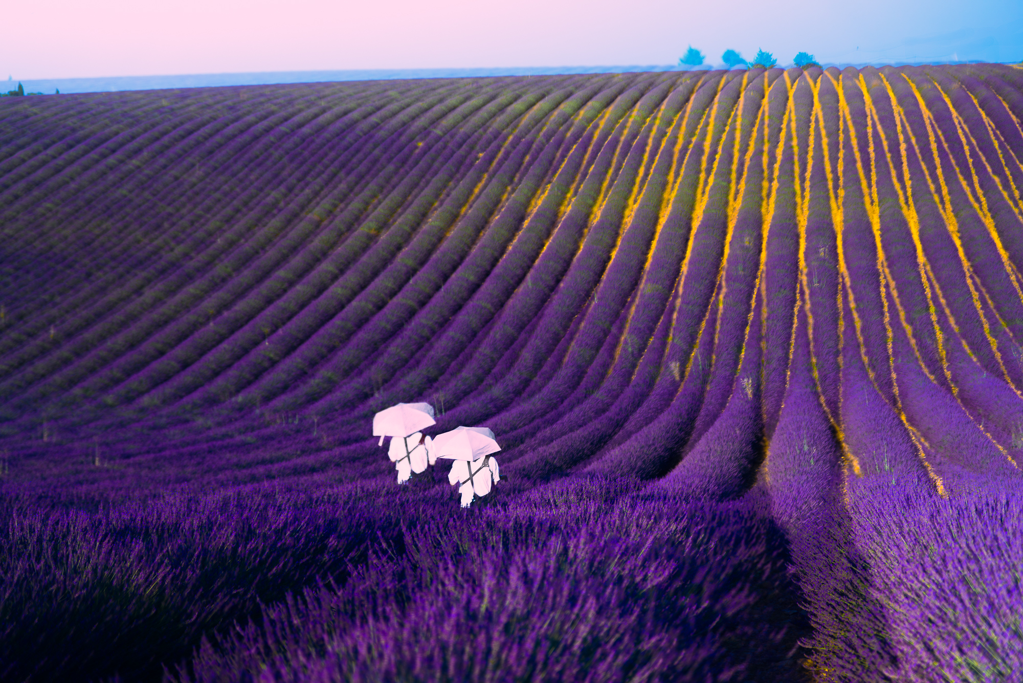 3-Champs de lavande Valensole (REP139-102459)