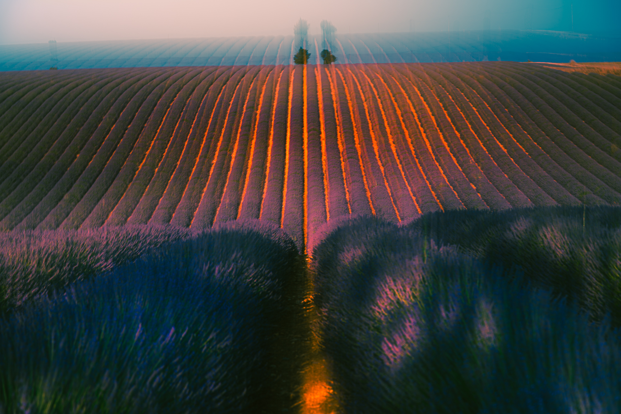 3-Champs de lavande Valensole (REP139-102474)