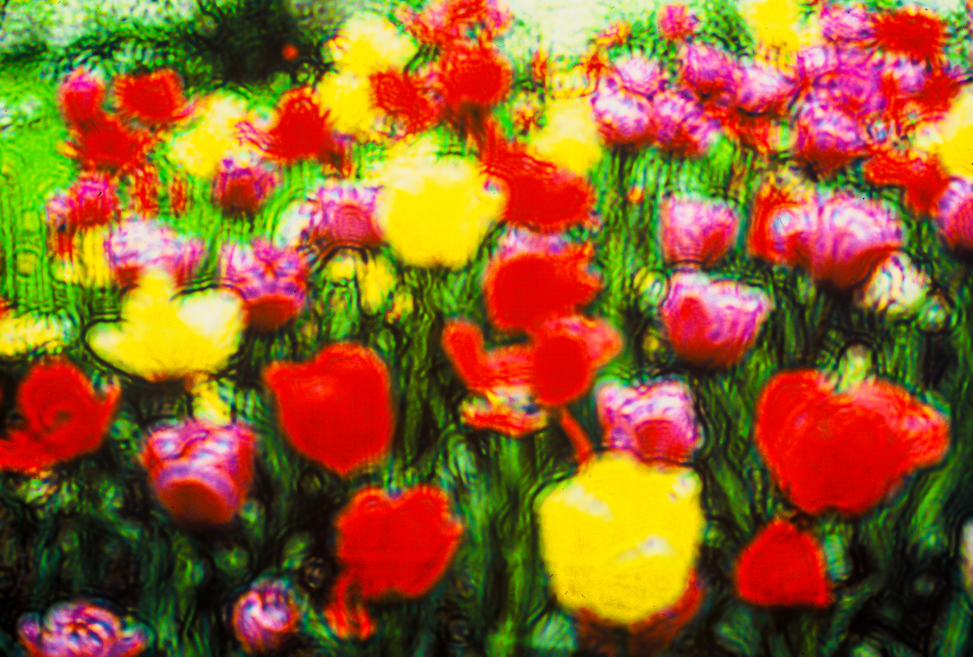 3-Tulipes (REP139-00157)