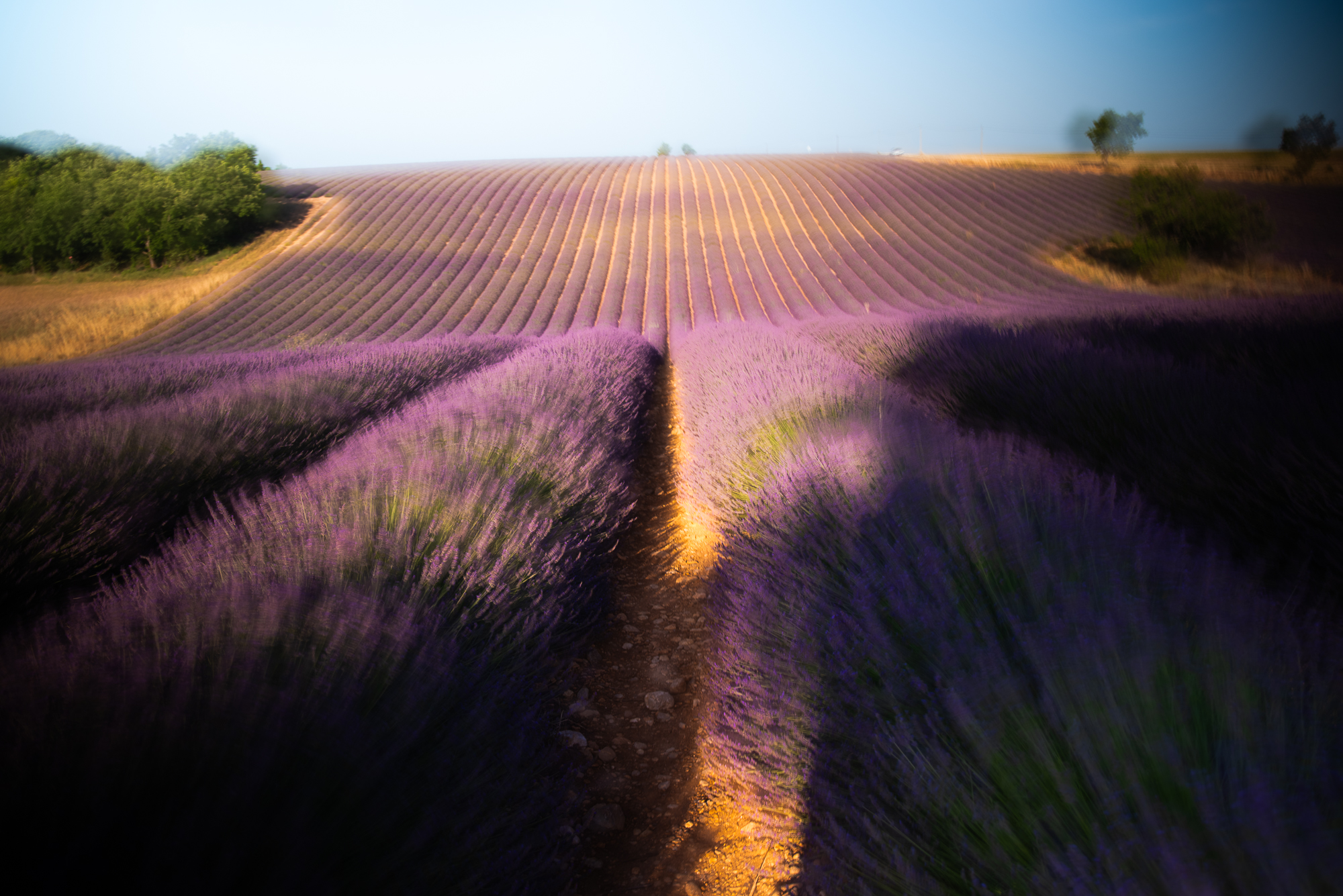 3-Valensole France (REP144-102503)