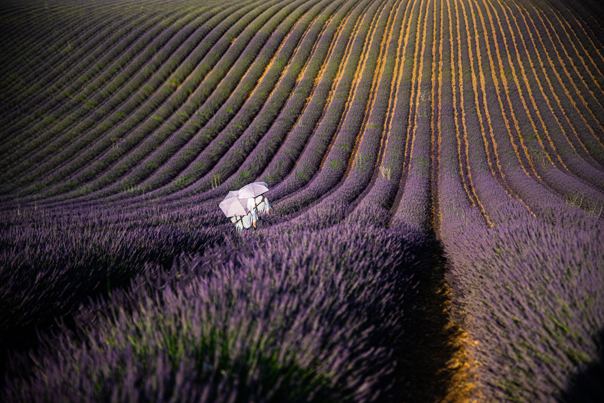 3-Valensole (REP140-102457)