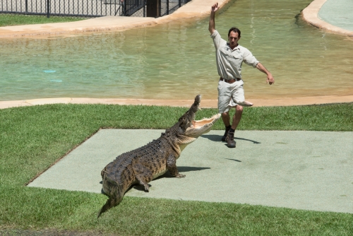 Aligator au zoo de Brisbane (REP071_55357)