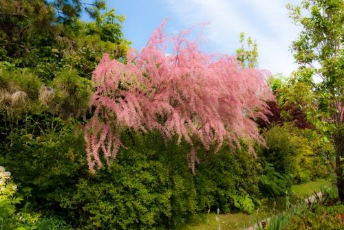 Arbre jardin de Monet Giverny (REP064-29852)