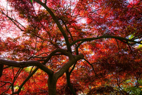 Arbre jardin de Monet Giverny (REP064-29911)