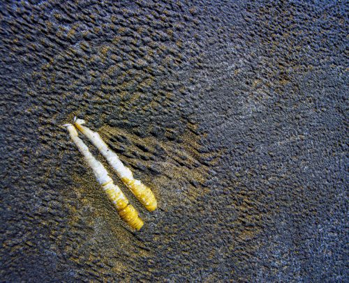 Beauduc (REP036-4307)