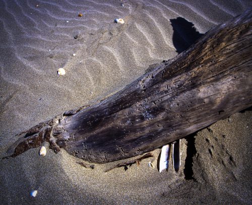 Beauduc (REP036-4308)