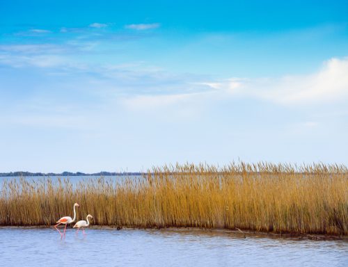 Beauduc (REP036-4496)