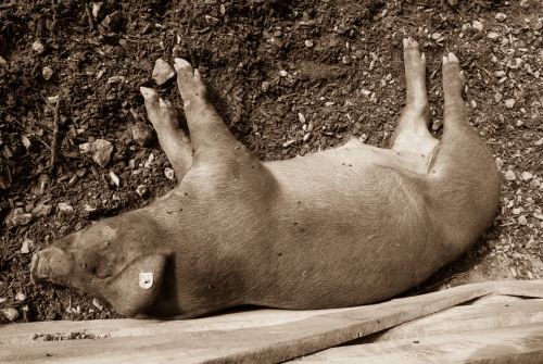 Cochon en pleine sieste (REP008_17889)