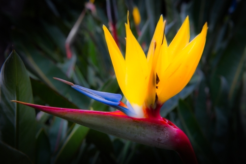 Fleur du paradis dans le parc Victoria Brisbane (REP071_44444)