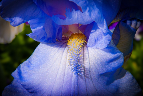 Fleur jardin de Monet Giverny (REP064-29752)