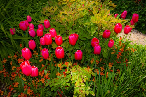 Fleur jardin de Monet Giverny (REP064-29757)