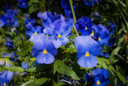 Fleur jardin de Monet Giverny (REP064-29774)