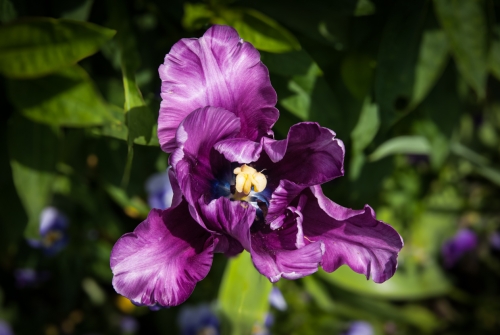 Fleur jardin de Monet Giverny (REP064-29800)