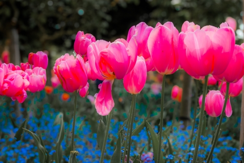 Fleur jardin de Monet Giverny (REP064-29849)