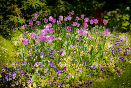 Fleur jardin de Monet Giverny (REP064-29937)