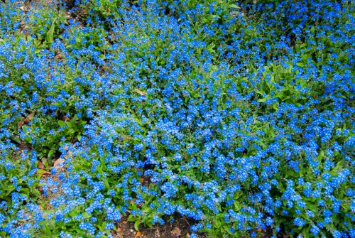 Fleur jardin de Monet Giverny (REP064-29960)