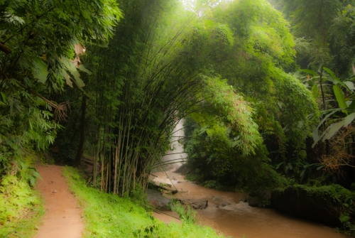 Forêt de bambous (REP012_24434)