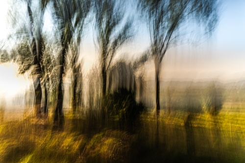 Impression d'arbres (REP095_92066)