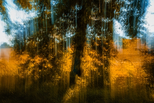 Impression d'arbres d'automne(REP095_92168)