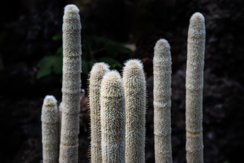 Jardin botanique Geneve (REP068-93439)