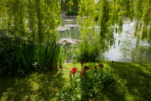 Lac de nenuphars Monet Giverny (REP06-29915)