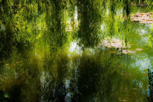 Lac de nenuphars Monet Giverny (REP06-29919)