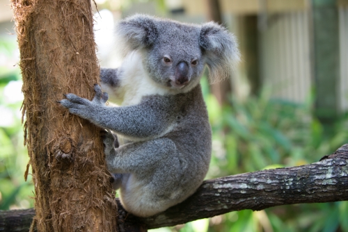 Lone Pine Koala Sanctuary Brsbane (REP071_43877)