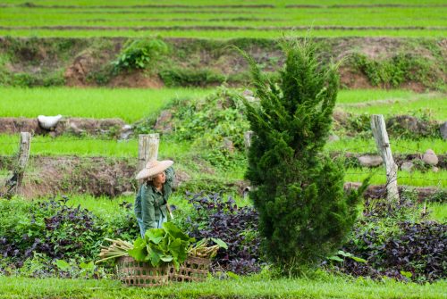 Mae Hong Son (REP128-24626)