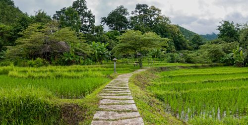 MaeHongSon (REP128-24902)