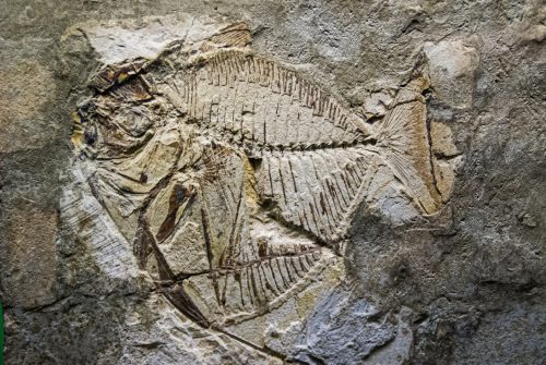 Musée de Lucerne (REP114-20809)