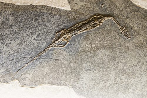 Musée de Lucerne (REP114-20811)