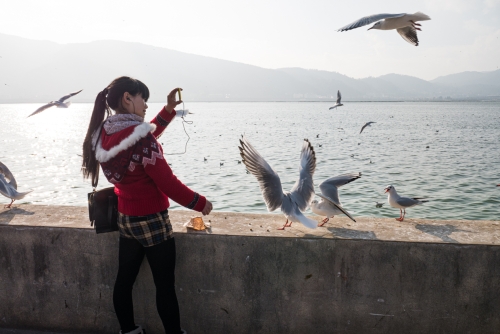 Oiseaux migrateurs Kunming (REP073-4751