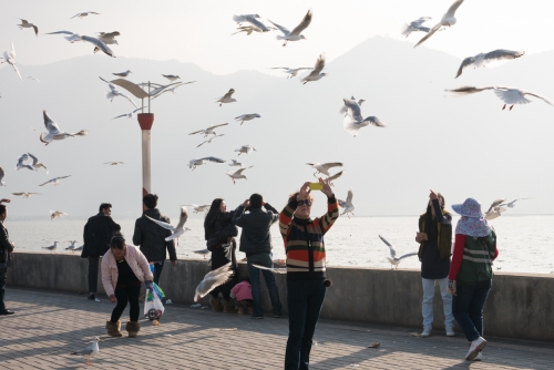 Oiseaux migrateurs Kunming (REP073-47536)