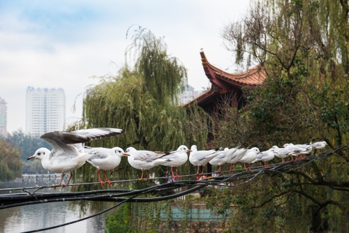 Parc vert Kunming (REP073-47818)