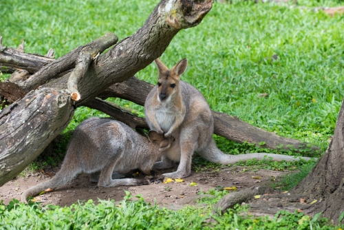 Sanctuaire des kangourous à Brisbane (REP071_43727)