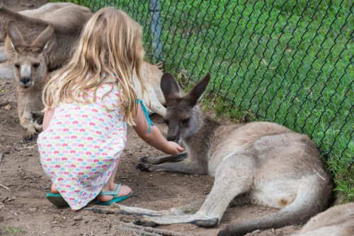Sanctuaire des kangourous à Brisbane (REP071_43732)