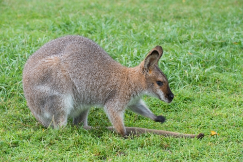 Sanctuaire des kangourous à Brisbane (REP071_43983)
