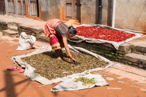 Séchage des piments et haricots Bhaktapur (REP079-53477)