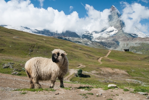 Sur le chemin du Gornergrat-Zermatt (REP019_24138