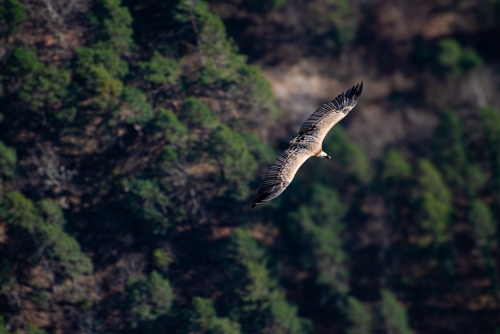 Vautour Hautes Gorges du Verdon (REP037-97996)