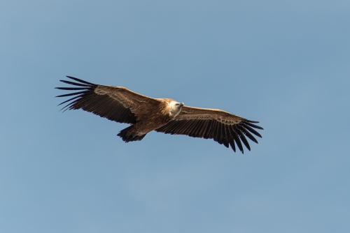 Vautour Hautes Gorges du Verdon (REP037-98039)