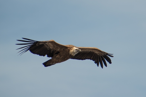 Vautour Hautes Gorges du Verdon (REP037-98116)