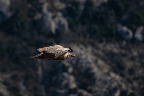 Vautour Hautes Gorges du Verdon (REP037-98177)